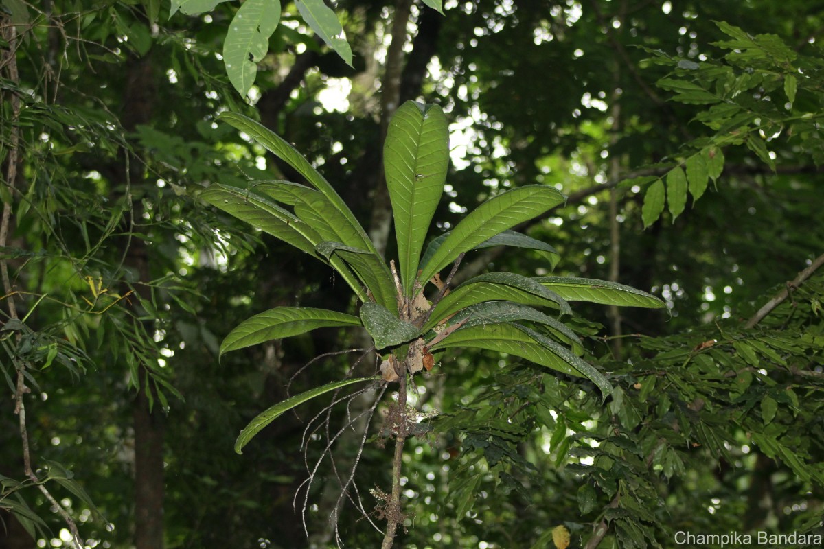 Semecarpus marginatus Thwaites